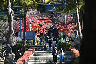 2024年12月15日 台峯緑地 山歩き