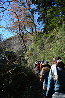 2024年12月15日 台峯緑地 山歩き