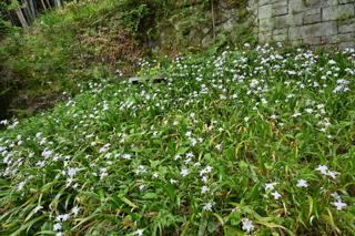 2025年4月20日 台峯緑地 山歩き