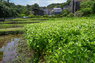 2025年4月20日 台峯緑地 山歩き
