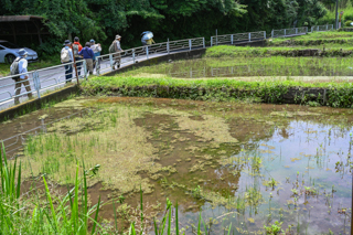 2025年5月18日 台峯緑地 山歩き