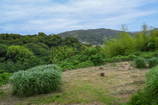 2025年4月20日 台峯緑地 山歩き