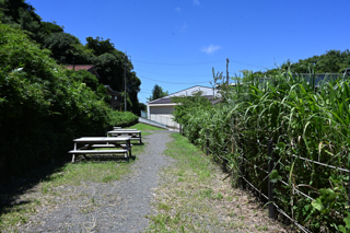 2025年4月20日 台峯緑地 山歩き