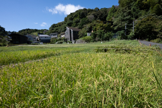 台峯緑地 山歩き