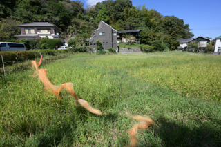 2025年4月20日 台峯緑地 山歩き