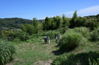 台峯緑地 山歩き