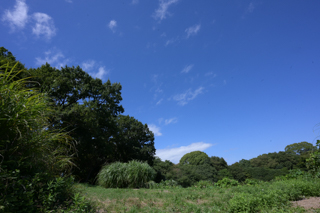 2025年4月20日 台峯緑地 山歩き