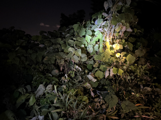 2025年9月23日 台峯緑地 マツムシを聴く会