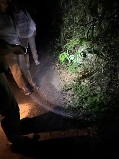 2025年9月23日 台峯緑地 マツムシを聴く会