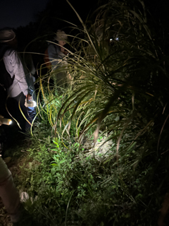 2025年9月23日 台峯緑地 マツムシを聴く会