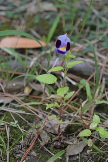 北鎌倉
台峯緑地 山歩き