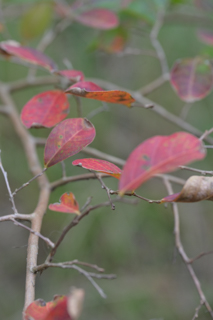 台峯緑地 山歩き