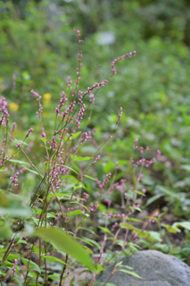 北鎌倉
台峯緑地 山歩き