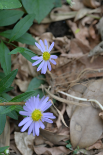 台峯緑地 山歩き