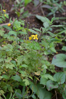 北鎌倉
台峯緑地 山歩き