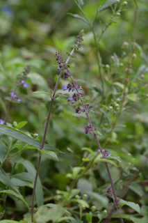 台峯緑地 山歩き