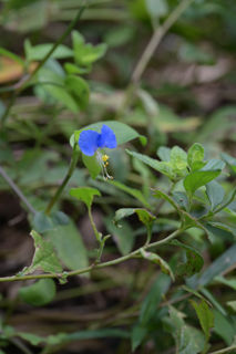 北鎌倉
台峯緑地 山歩き