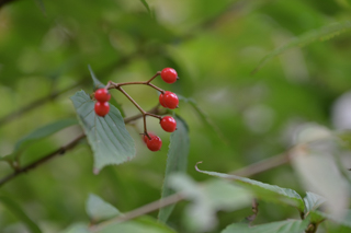 台峯緑地 山歩き