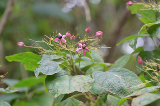 北鎌倉
台峯緑地 山歩き