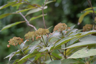 台峯緑地 山歩き