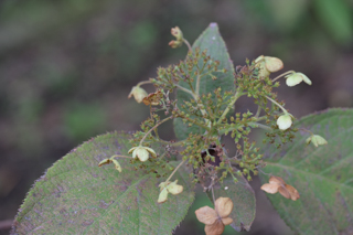 北鎌倉
台峯緑地 山歩き
