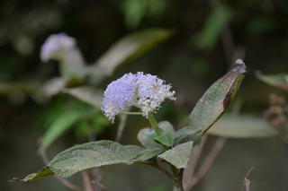 台峯緑地 山歩き