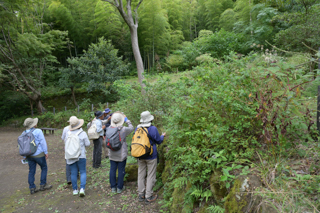 台峯緑地 山歩き