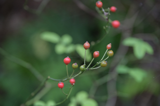 北鎌倉
台峯緑地 山歩き