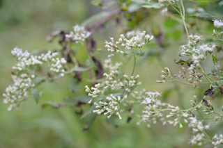 台峯緑地 山歩き