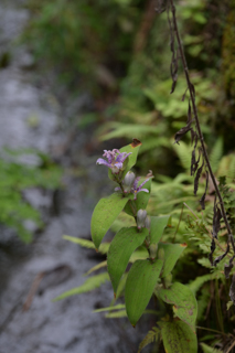 北鎌倉
台峯緑地 山歩き