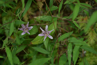 北鎌倉
台峯緑地 山歩き