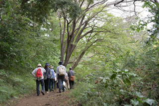 北鎌倉
台峯緑地 山歩き
