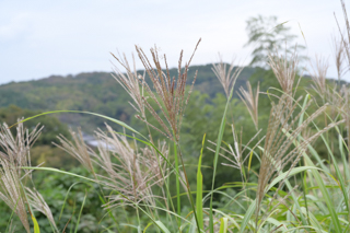 北鎌倉
台峯緑地 山歩き