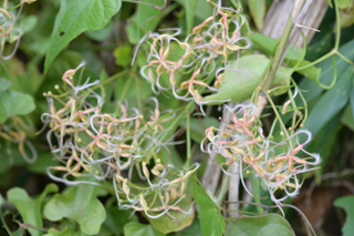 北鎌倉
台峯緑地 山歩き