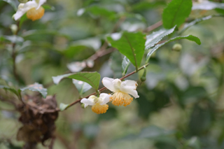 北鎌倉
台峯緑地 山歩き