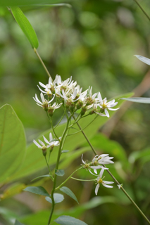 北鎌倉
台峯緑地 山歩き