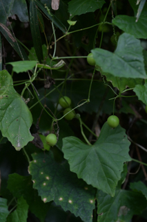 北鎌倉
台峯緑地 山歩き