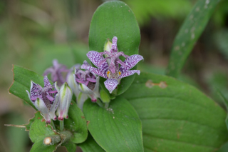 台峯緑地 山歩き