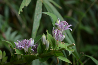 北鎌倉
台峯緑地 山歩き