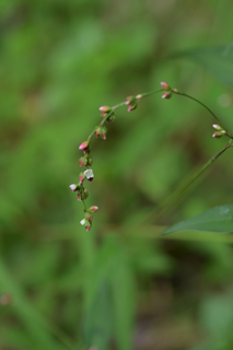 北鎌倉
台峯緑地 山歩き