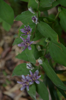 北鎌倉
台峯緑地 山歩き