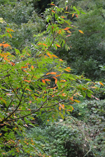 北鎌倉
台峯緑地 山歩き
