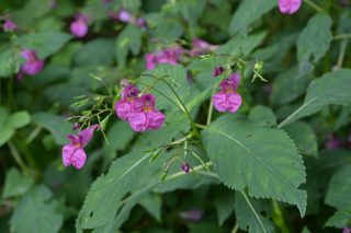 北鎌倉
台峯緑地 山歩き