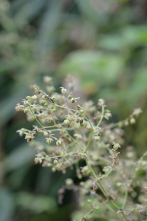 北鎌倉
台峯緑地 山歩き