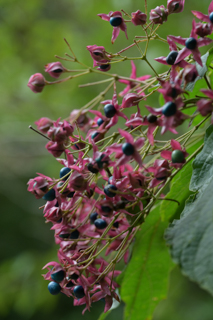 北鎌倉
台峯緑地 山歩き