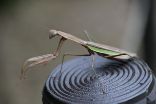 北鎌倉
台峯緑地 山歩き