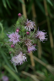 北鎌倉
台峯緑地 山歩き