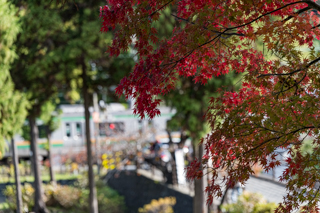 台峯緑地 山歩き