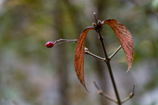 台峯緑地 山歩き