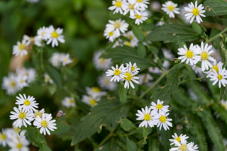 北鎌倉
台峯緑地 山歩き
